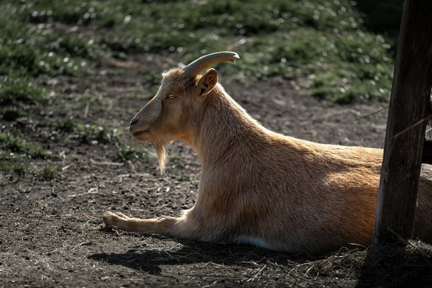 goat ownership backyard legality question