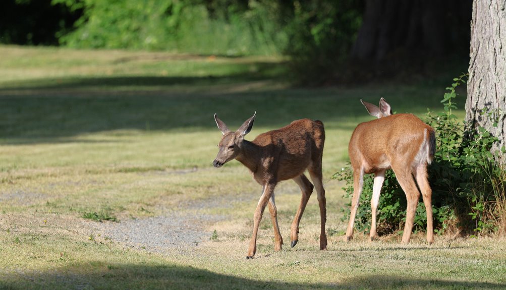 three best foods for deer